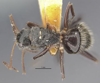 Media type: image;   Entomology 21604 Aspect: habitus dorsal view